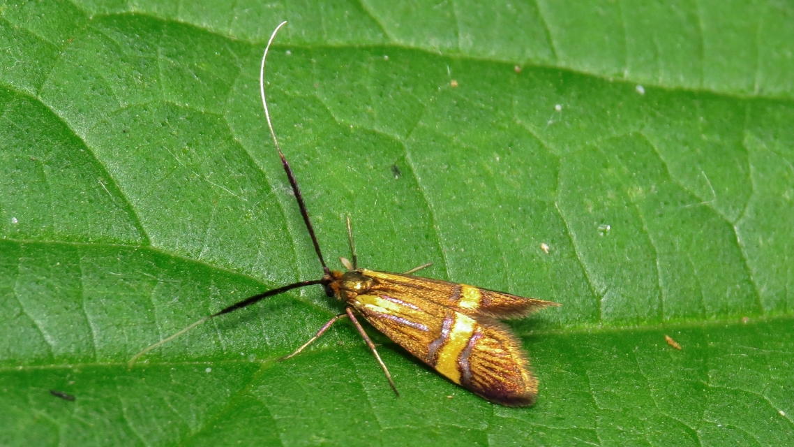 Nemophora degeerella - pompás tőrösmoly