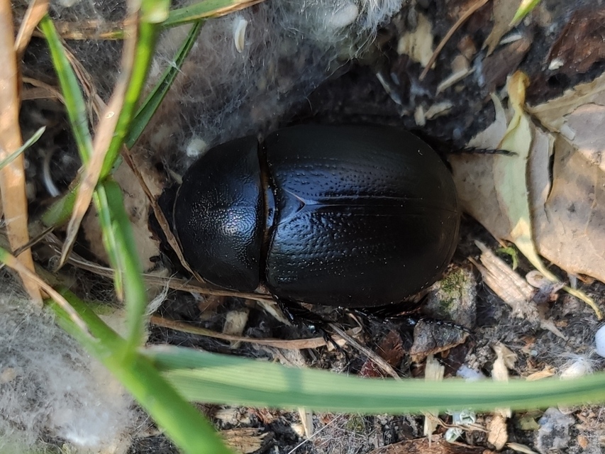 Pentodon idiota - butabogár