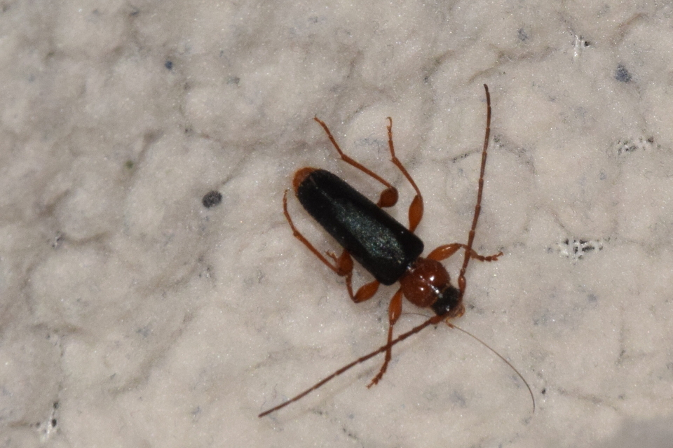 Phymatodes testaceus - változékony korongcincér