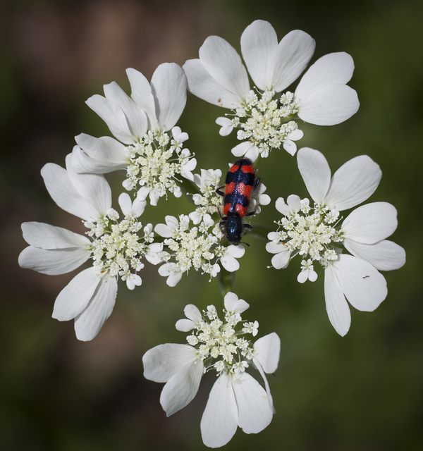 Trichodes favarius - hatfoltos méhészbogár