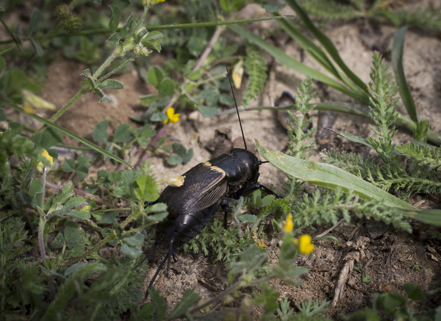 Gryllus campestris - mezei tücsök
