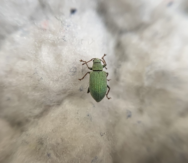Phyllobius virideaeris - halványzöld levélormányos