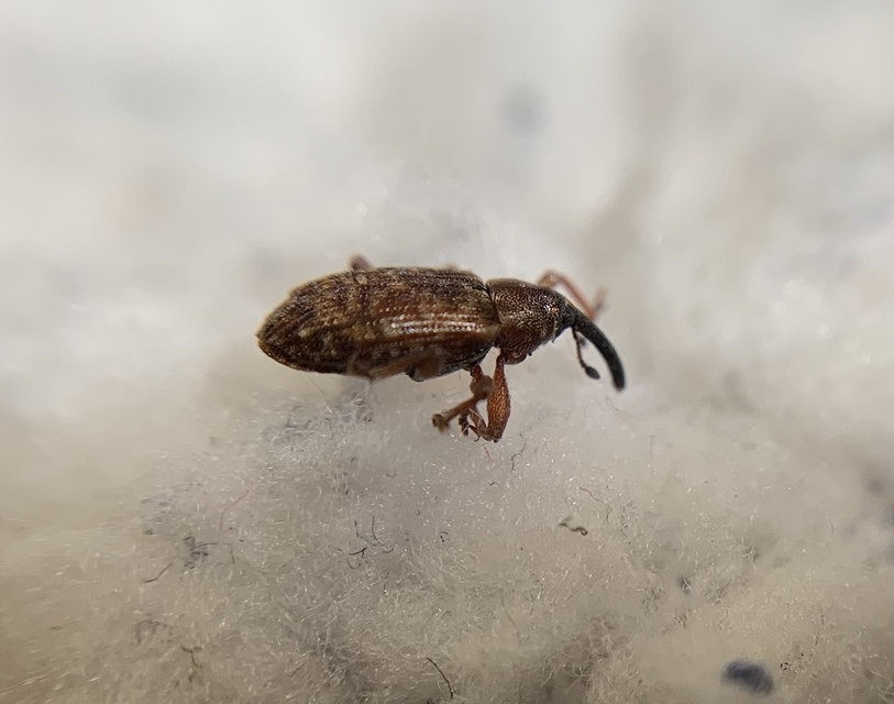 Dorytomus taeniatus - kecskefűz-hangormányos