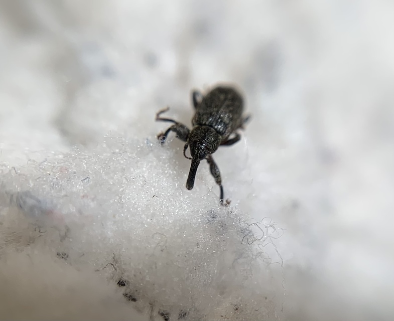 Dorytomus taeniatus - kecskefűz-hangormányos