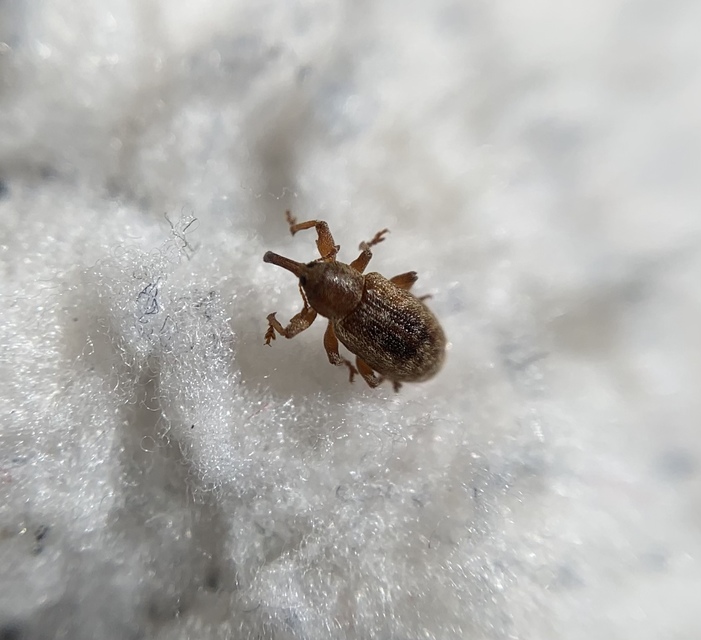 Dorytomus melanophthalmus - sárgaorrú hangormányos