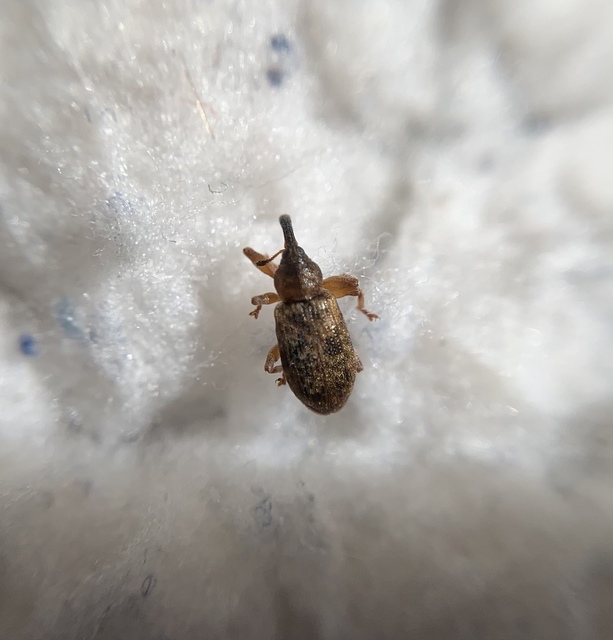 Dorytomus taeniatus - kecskefűz-hangormányos