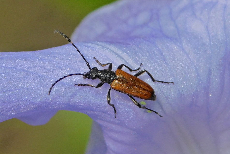 Stictoleptura maculicornis - tarkacsápú virágcincér