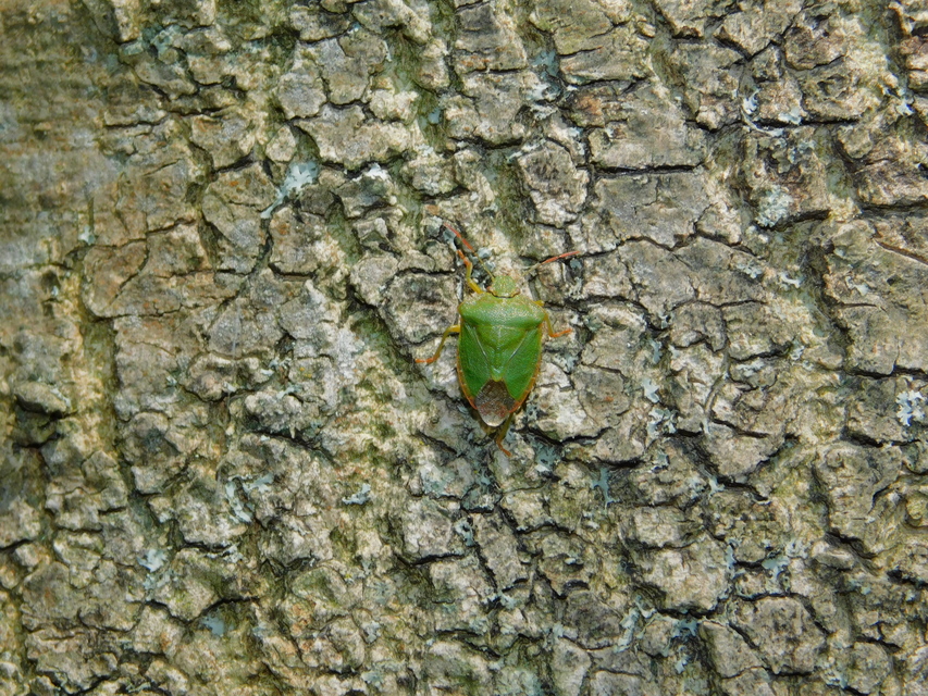 Palomena