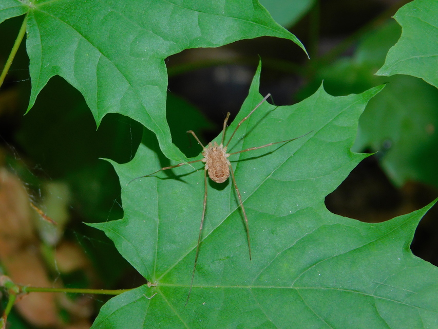 Rilaena triangularis