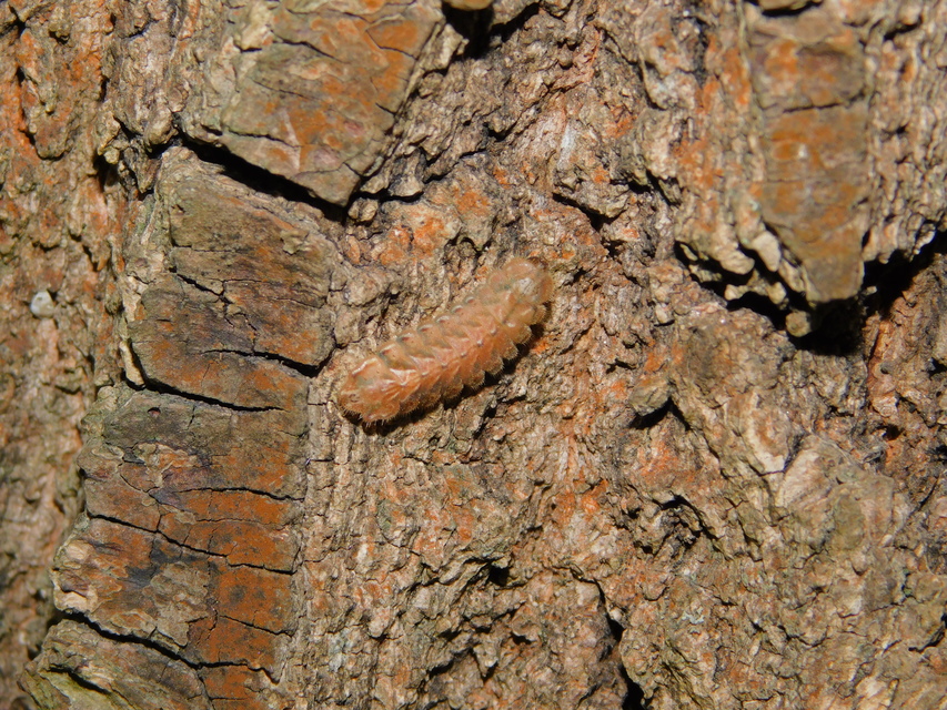 Neozephyrus quercus - tölgyfalepke