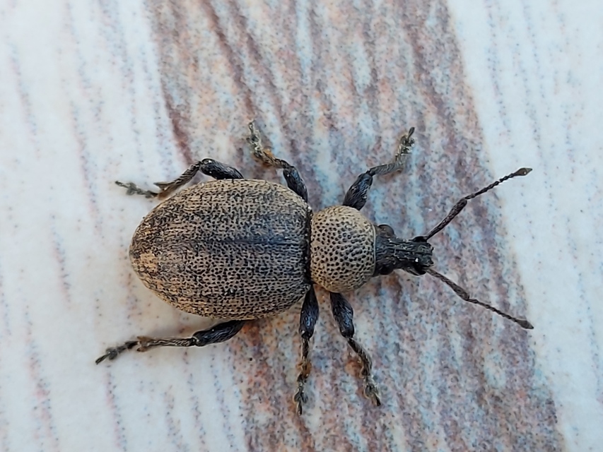 Otiorhynchus ligustici - vincellér-gyalogormányos