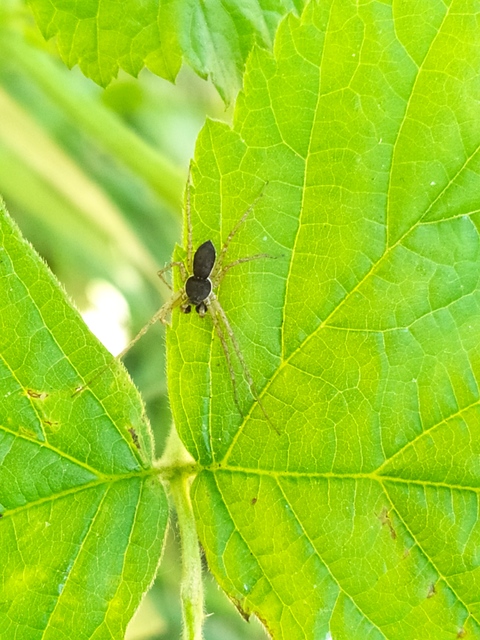 Philodromus dispar - lomb karolópók