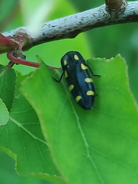 Ptosima undecimmaculata - sárgafoltos díszbogár