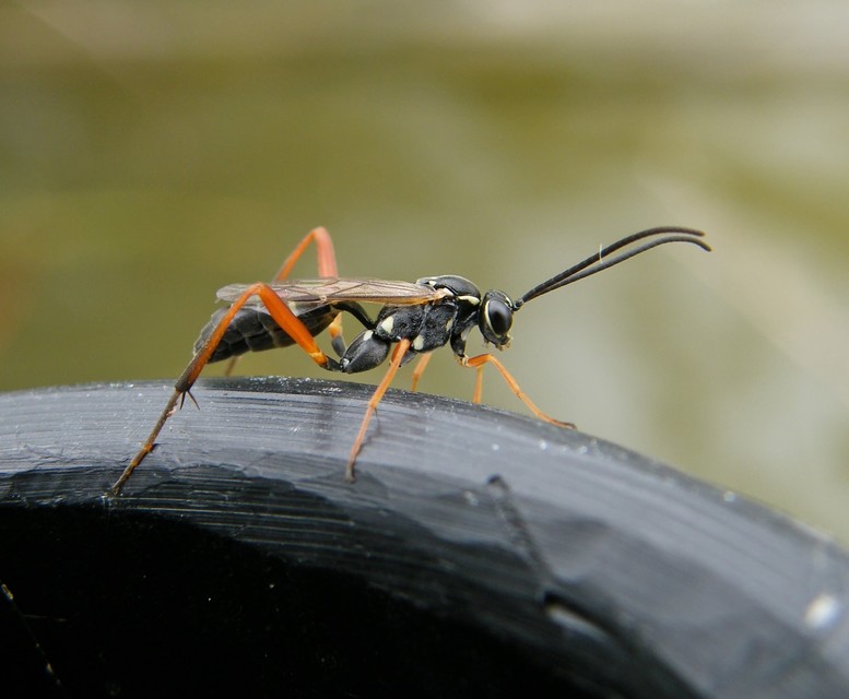 Hymenoptera - Hártyásszárnyúak