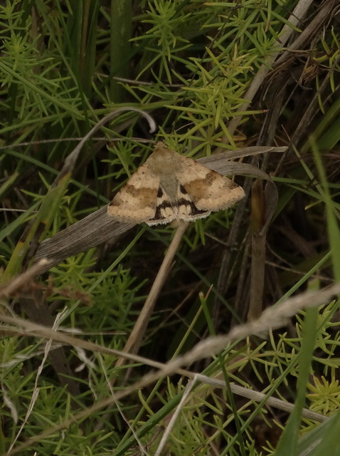 Heliothis viriplaca - mácsonyabagoly