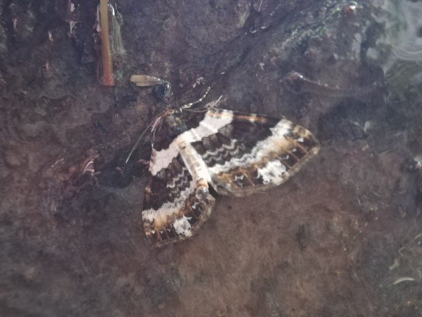 Melanthia procellata - hullámos tarkaaraszoló