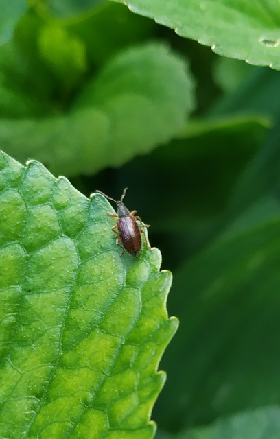 Phyllobius oblongus - közönséges levélormányos