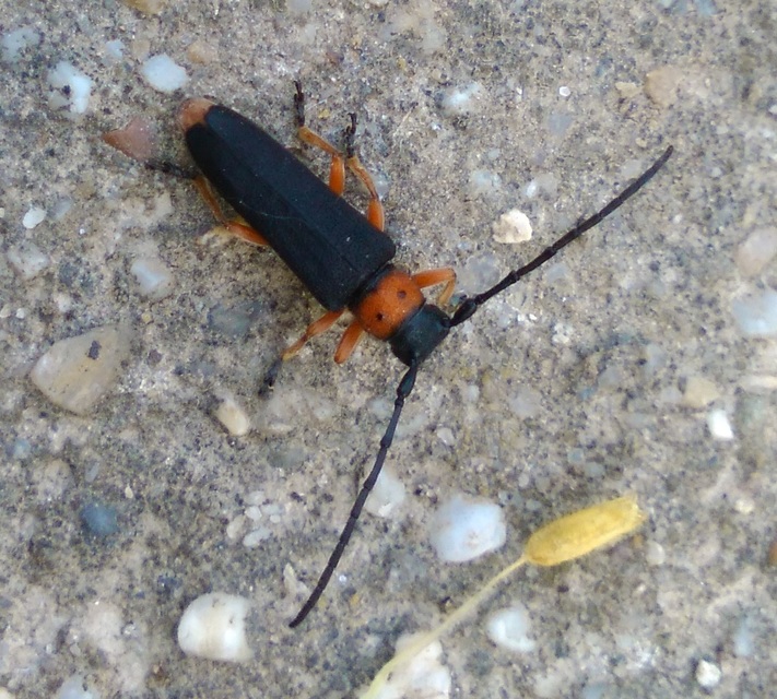 Phytoecia affinis - feketefejű cincér