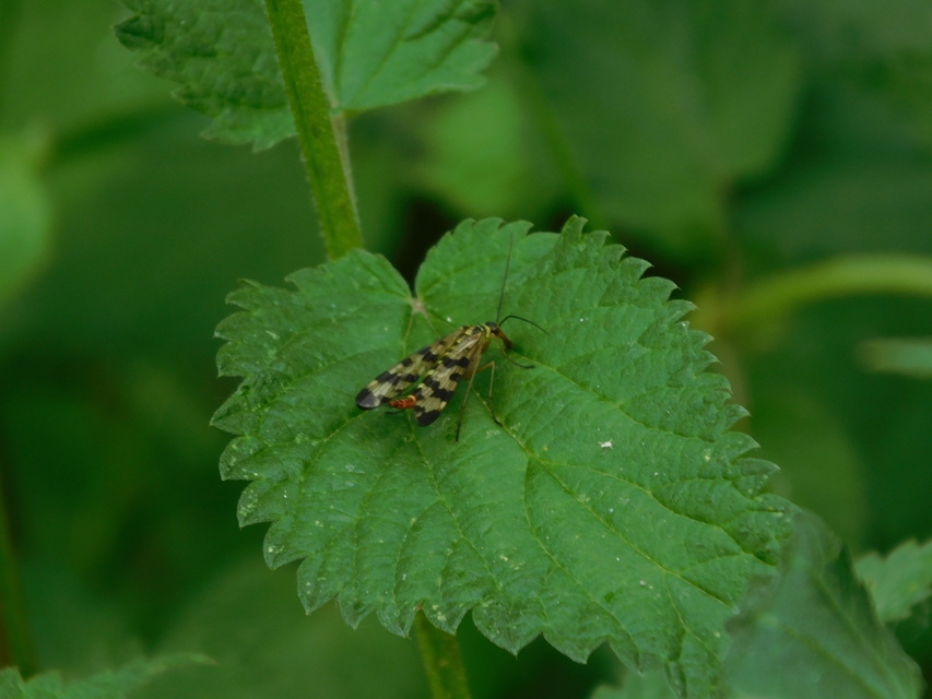 Panorpa vulgaris