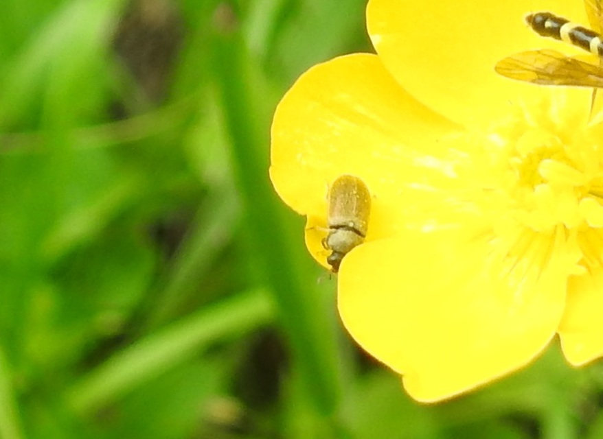 Byturus