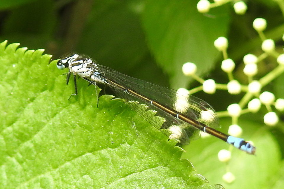 Coenagrion pulchellum - karcsú légivadász Coenagrion pulchellum - karcsú légivadász