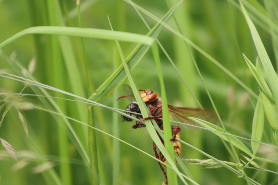 Vespa crabro - lódarázs