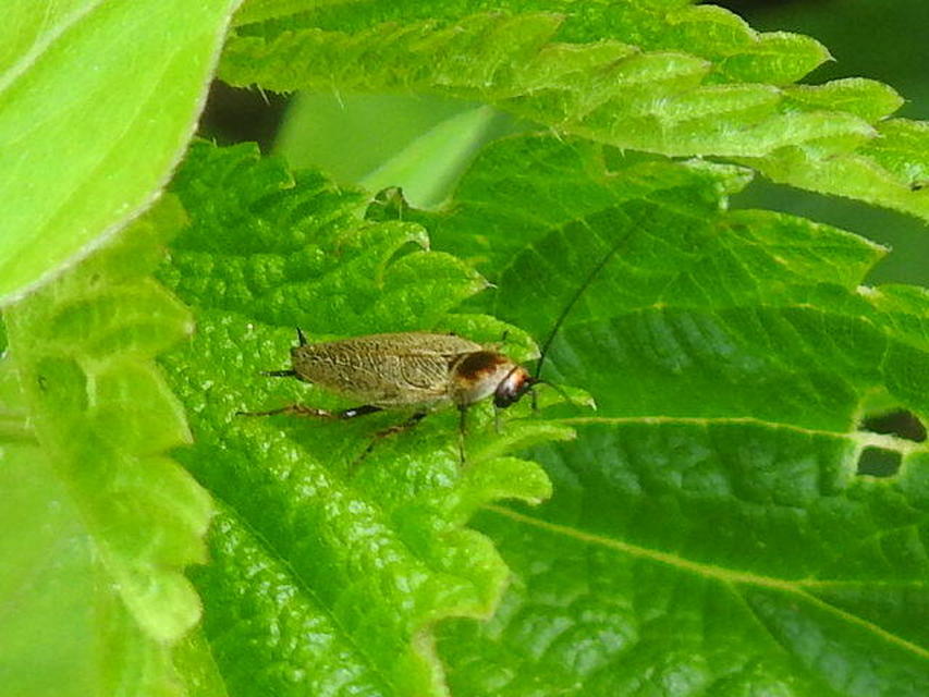 Ectobius erythronotus - sárgatorú erdeicsótány