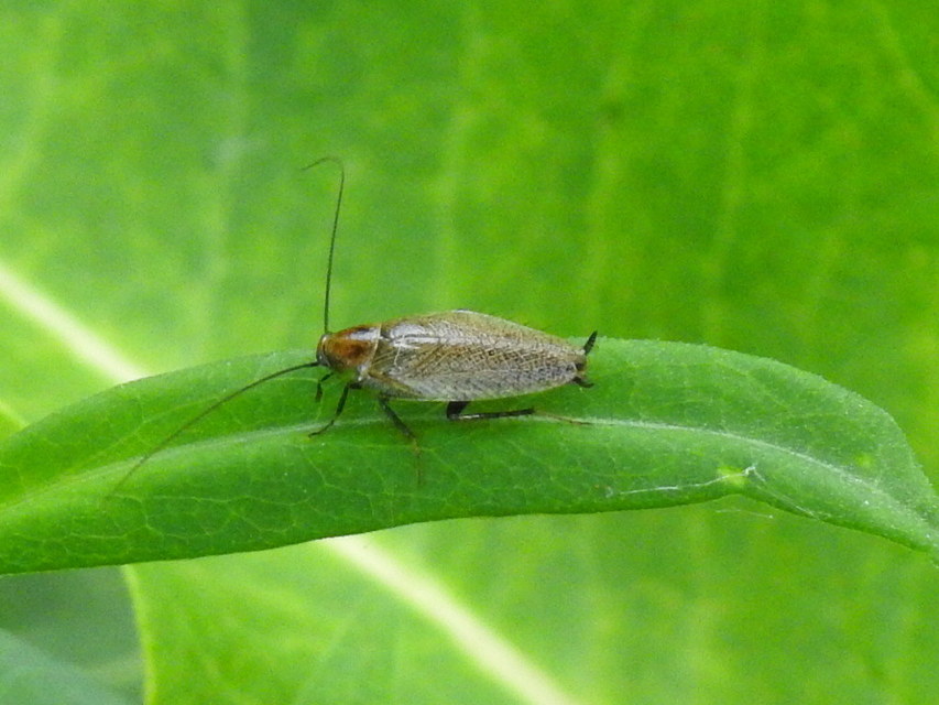 Ectobius erythronotus - sárgatorú erdeicsótány