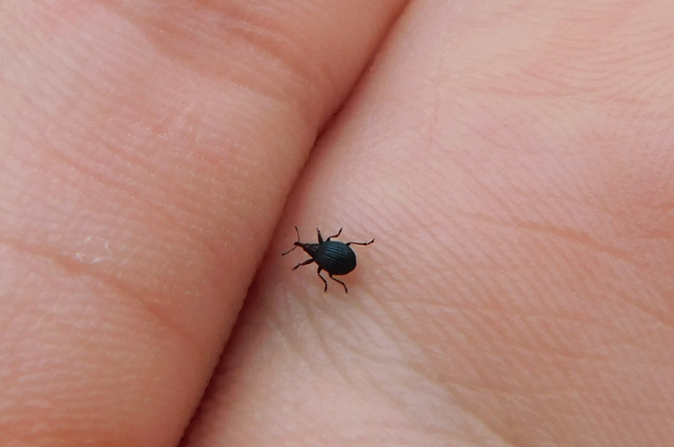 Holotrichapion pisi - lucernarügy-cickányormányos