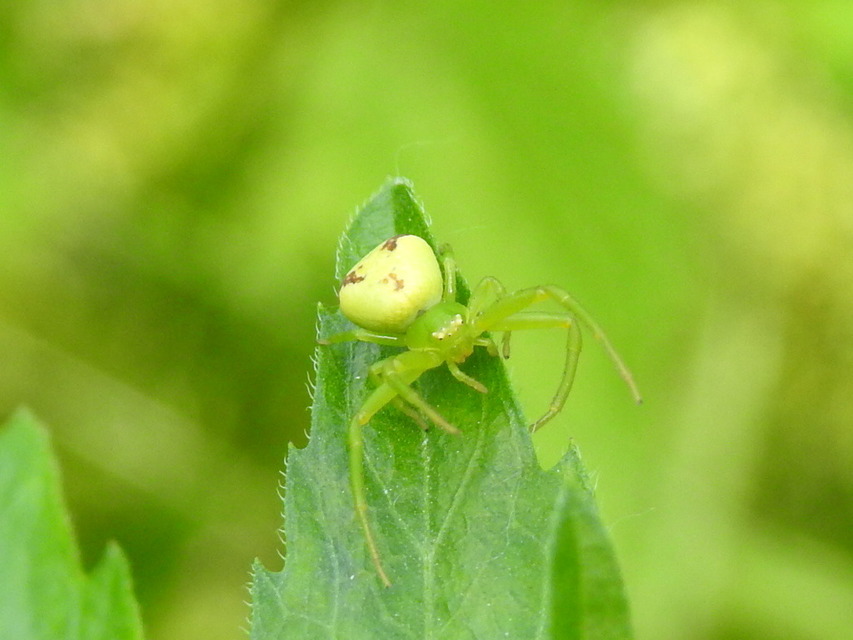Ebrechtella tricuspidata - alakoskodó karolópók