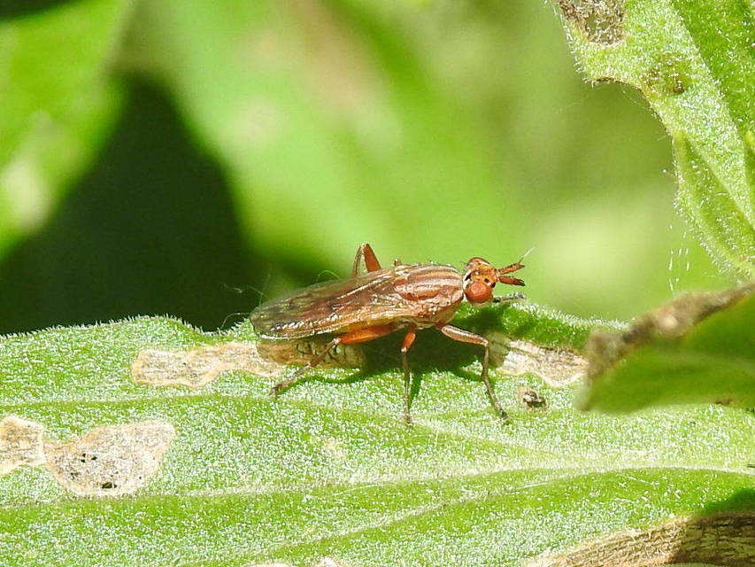 Sciomyzidae - szarvaslégyfélék