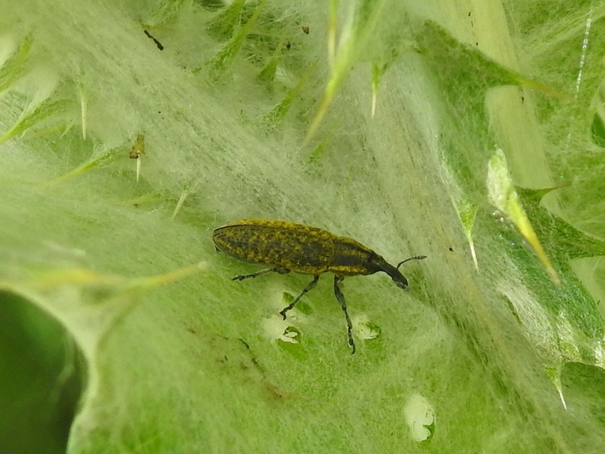 Lixus cardui/filiformis