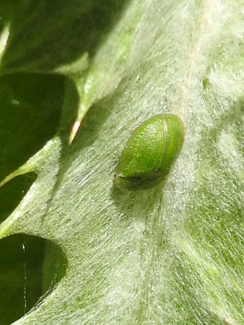 Cassida