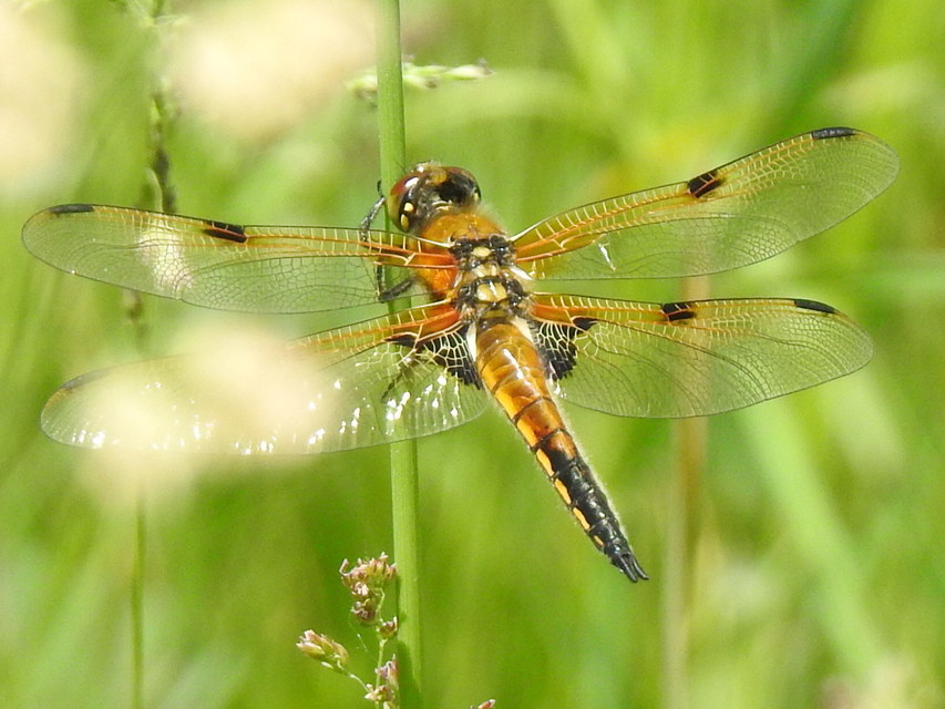 Libellula quadrimaculata - négyfoltos laposacsa