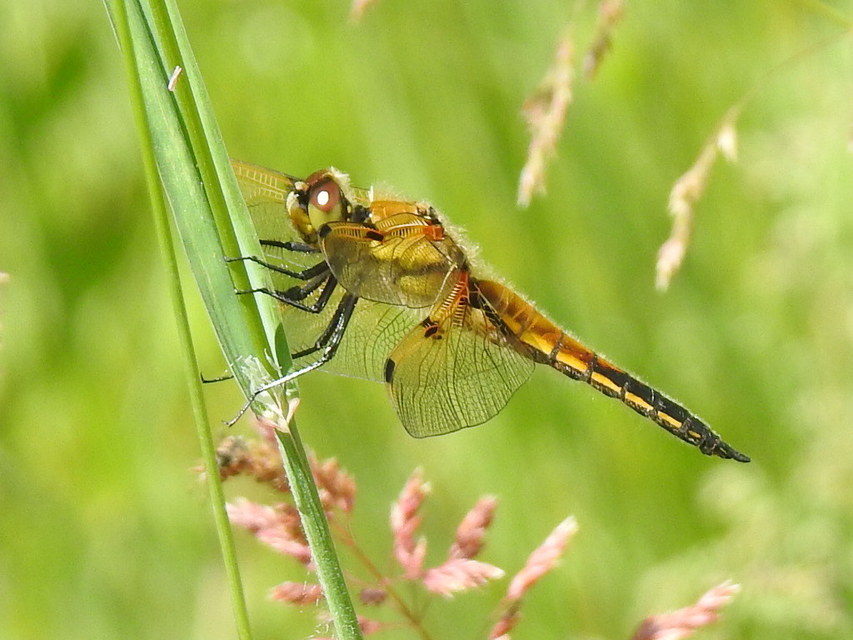 Libellula quadrimaculata - négyfoltos laposacsa