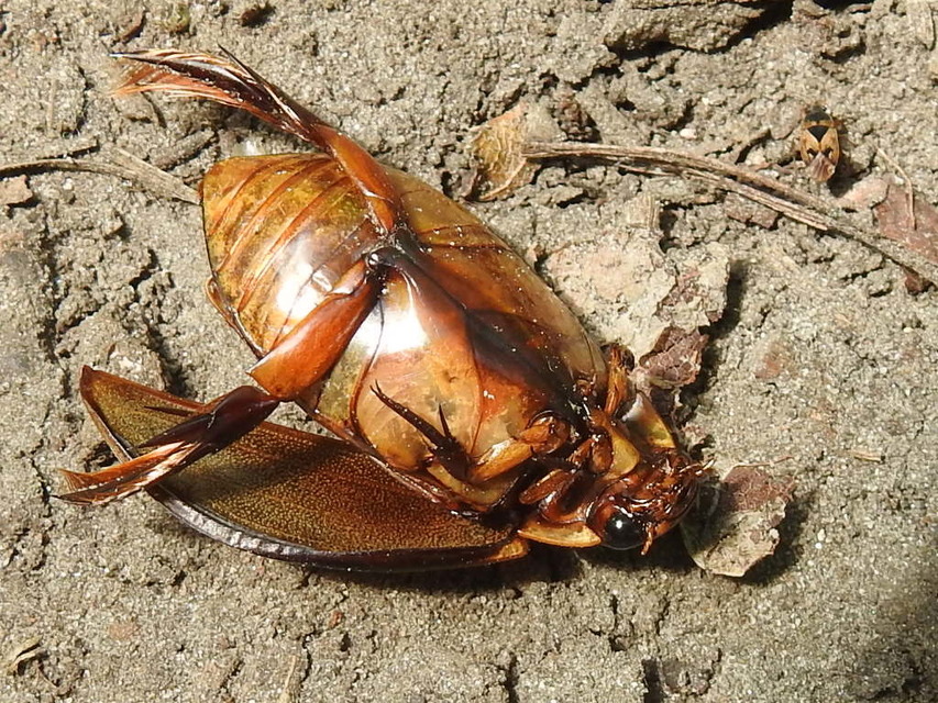 Cybister lateralimarginalis - nagy búvárbogár