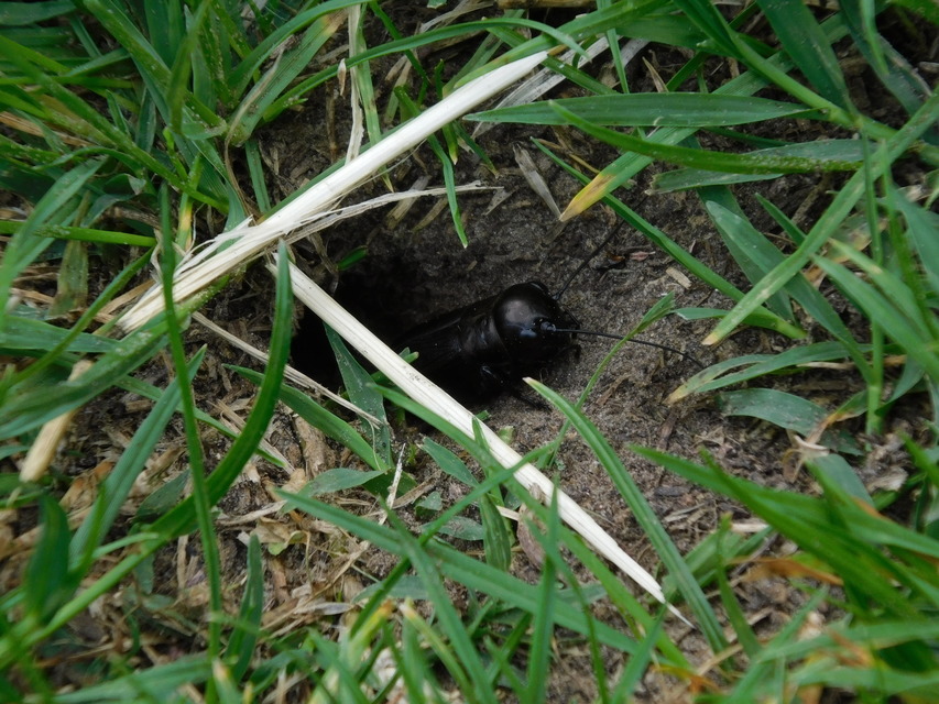 Gryllus campestris - mezei tücsök