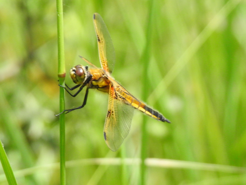 Libellula quadrimaculata - négyfoltos laposacsa