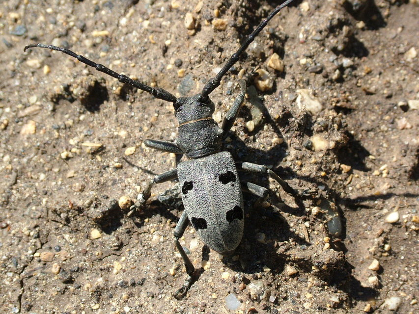 Morimus asper funereus - gyászcincér