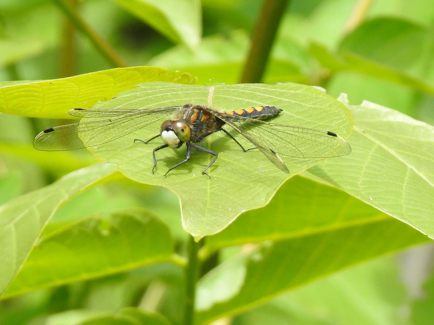 Leucorrhinia pectoralis - lápi álarcos-szitakötő