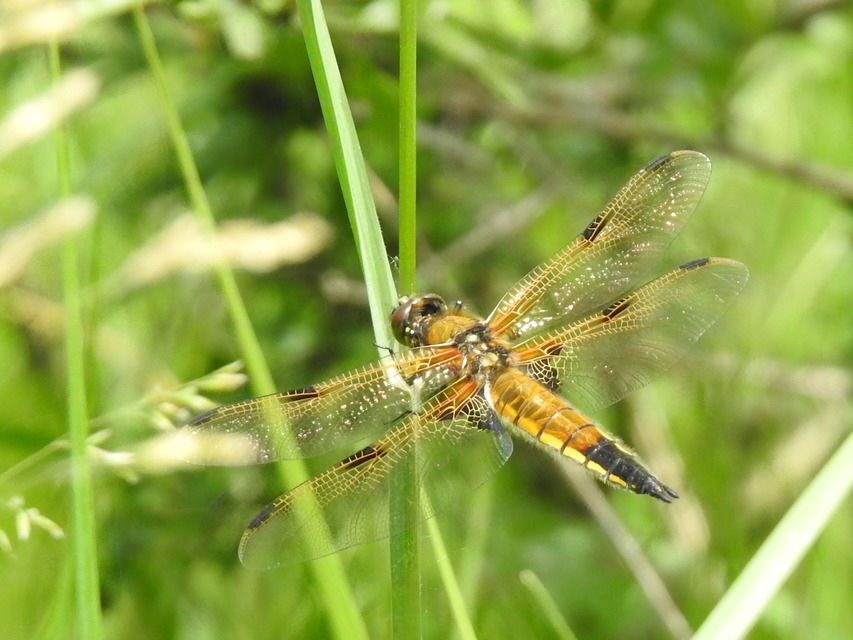 Libellula quadrimaculata - négyfoltos laposacsa