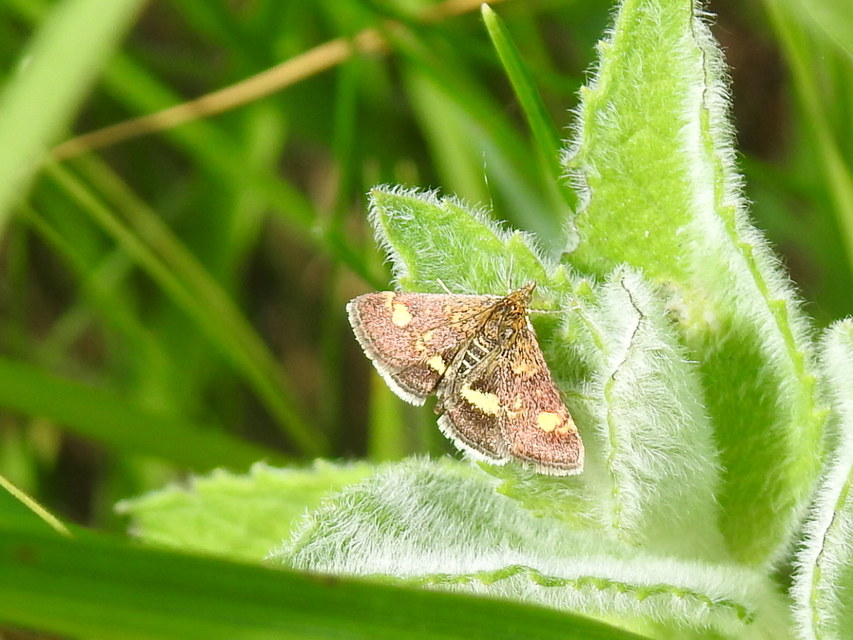 Pyrausta aurata - aranyló bíbormoly