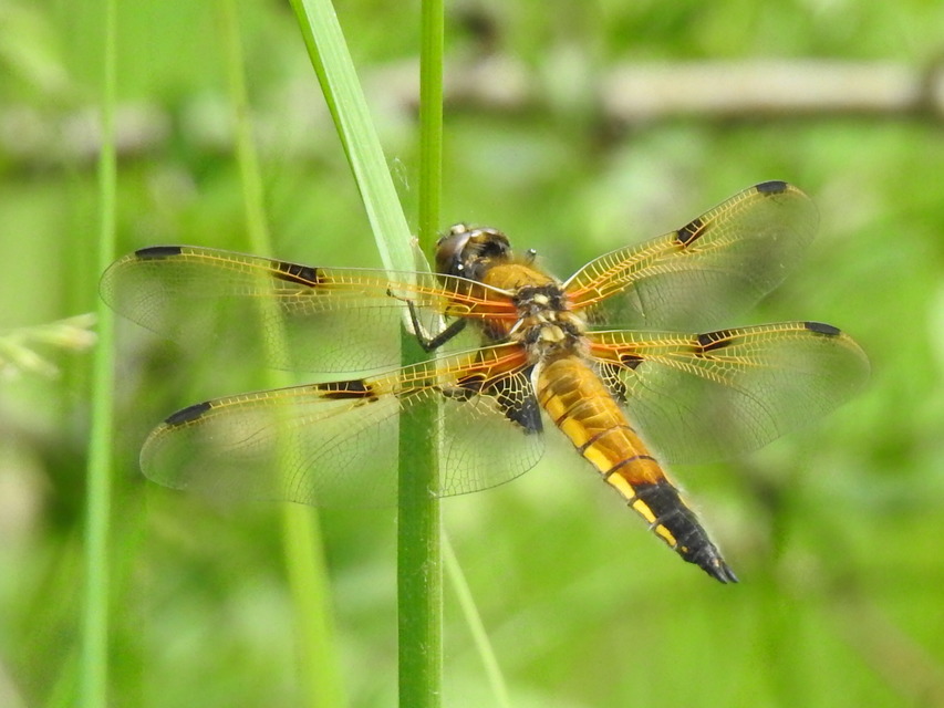 Libellula quadrimaculata - négyfoltos laposacsa
