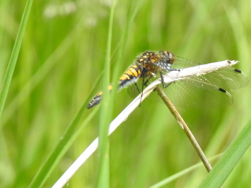 Leucorrhinia pectoralis - lápi álarcos-szitakötő