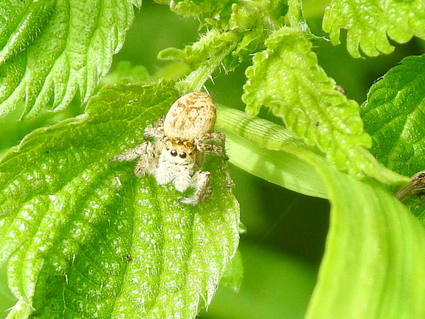 Carrhotus xanthogramma - rozsdás ugrópók