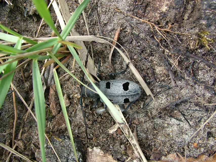 Morimus asper funereus - gyászcincér