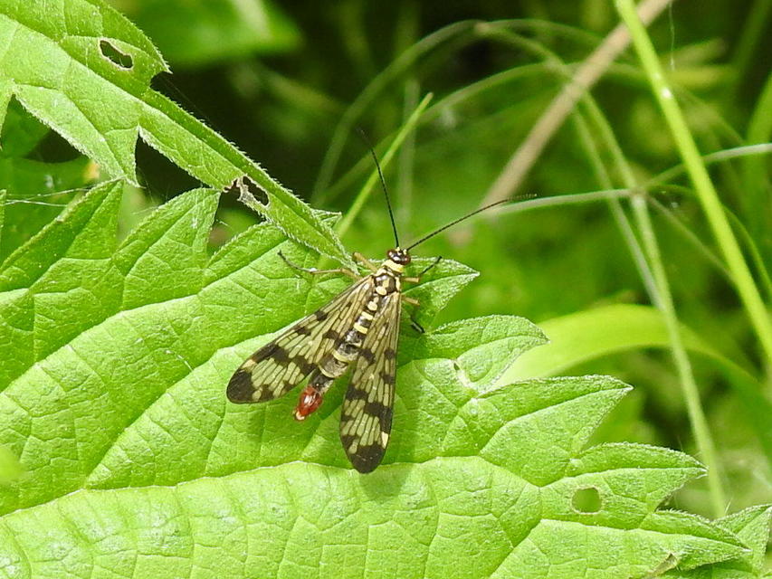 Panorpa communis/vulgaris