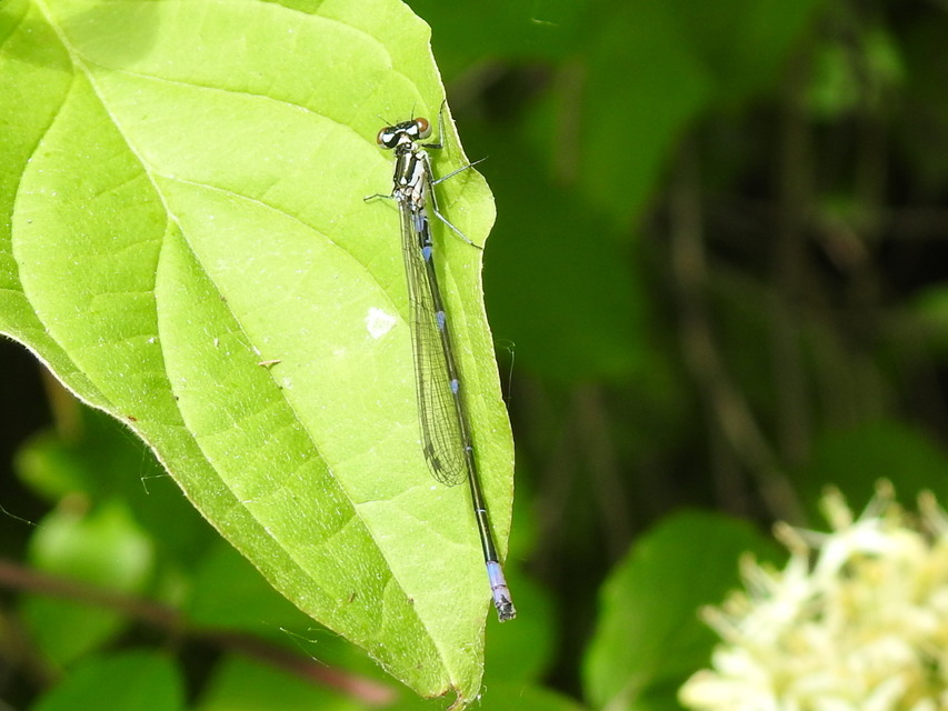 Coenagrion pulchellum - karcsú légivadász Coenagrion pulchellum - karcsú légivadász