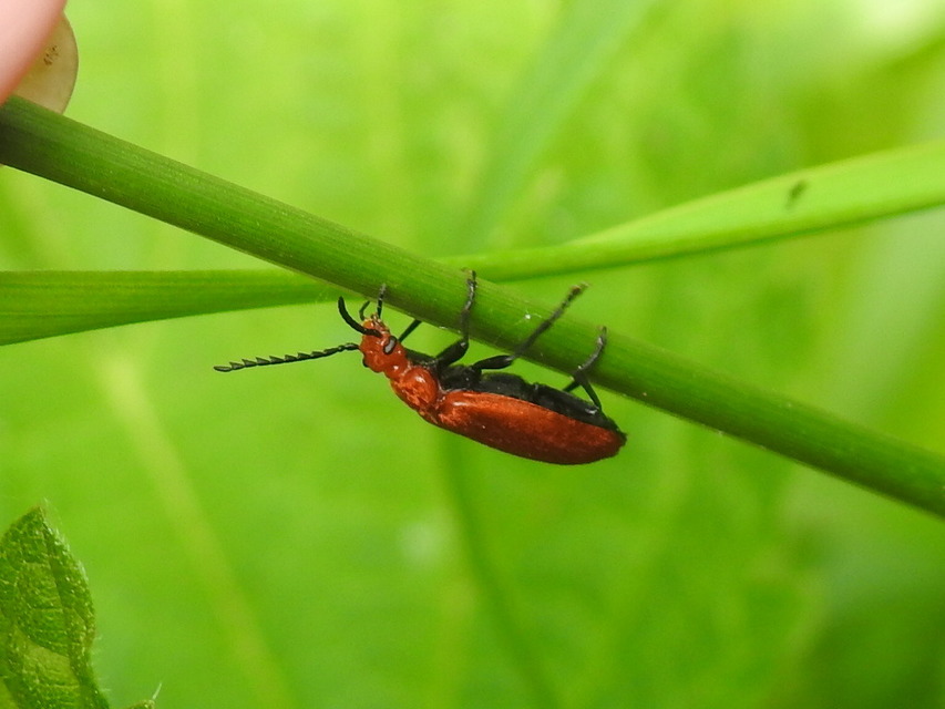 Pyrochroa serraticornis - közép-bíborbogár