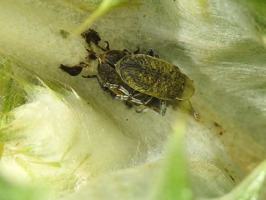 Lixus cardui/filiformis